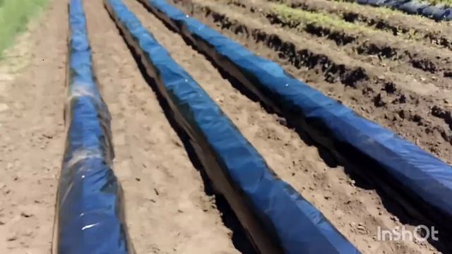 Закладываем бугры для клубники.Участок под клубнику.Клубника на пленке.мульча для клубники. смотреть онлайн