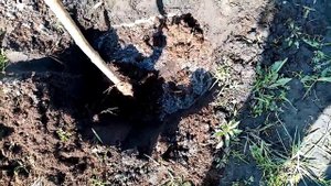 Сажаю Черешню  "ЛЕНИНГРАДСКАЯ ЧЁРНАЯ"   Дерево СИЛЬНОРОСЛОЕ. Очень ВКУСНАЯ.  29 апреля 2022г.