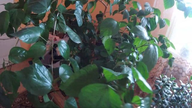 ПРИМЕР ВИДЕО SJCAM SJ8 PRO 4к-30 с включенной стабилизацией смотреть онлайн