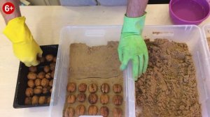 Стратификация грецкого ореха.