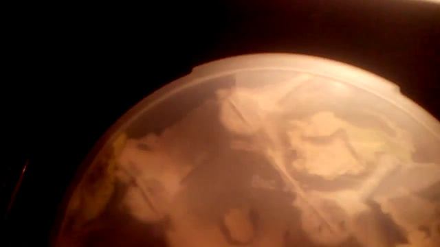 Кормление мраморных тараканов смотреть онлайн