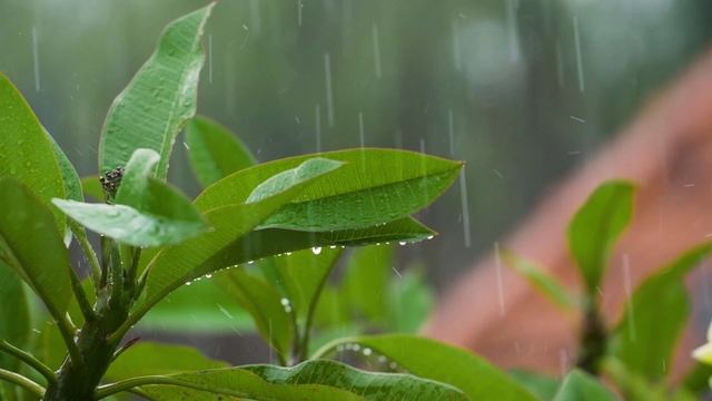 #4.??⛈⛈??ДЛЯ КРЕПКОГО СНА???.Летний дождь и пение птиц.Summer rain and birdsong.