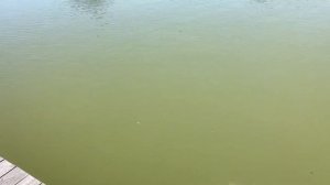 Осётр на селедку в красном винном