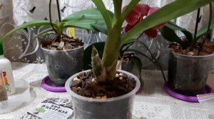 Катасетум-- орхидея- морковка-- пересадка и особенности ухода.Принц в своём репертуаре.