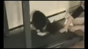 Кошки на беговой дорожке