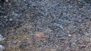 Последствия подкорма птиц зимой