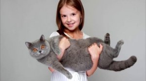 Почему в дом первой запускают кошку