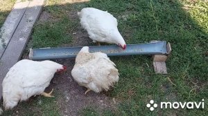 Себестоимость мяса бройлеров. Сколько стоит 1 кг. мяса бройлеров(у меня), на комбикорме.