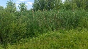 Река Цуцкан Ростовская область