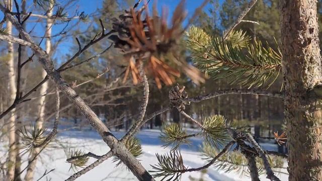 Изба строится - Стена утепляется. Начал утеплять таёжное жилище. Выпилил окно избушки смотреть онлайн