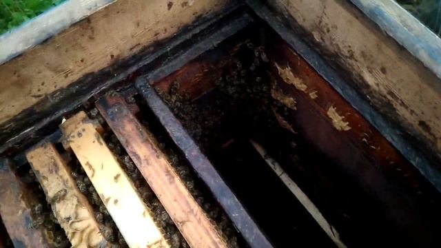 Раний отводок!!! Карника Ф 1 смотреть онлайн