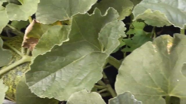 Сравнение выращивания дынь рассадным способом и в пластиковых бутылках смотреть онлайн