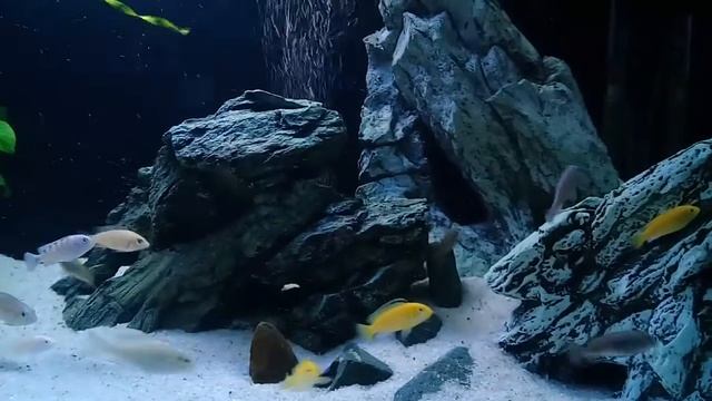 Псевдотрофеус Ломбардо смотреть онлайн