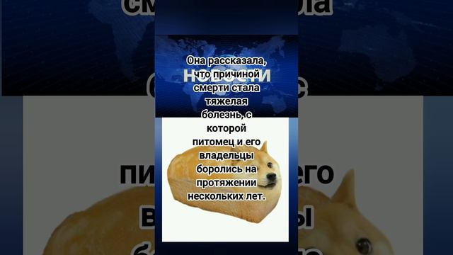 Умерла собака из мема Doge