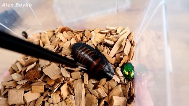 Ловилка насекомых с Алиэкспресс! Проверка на тараканах! alex boyko смотреть онлайн