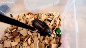 Ловилка насекомых с Алиэкспресс! Проверка на тараканах! alex boyko