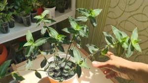 Обзор традесканций, каллизий, рео, сеткреазия, мурдания. Все мои растения рода каммелиновые.