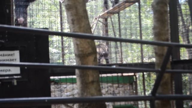 Шимпанзе Джим возмущается.Крым. Ялта. смотреть онлайн