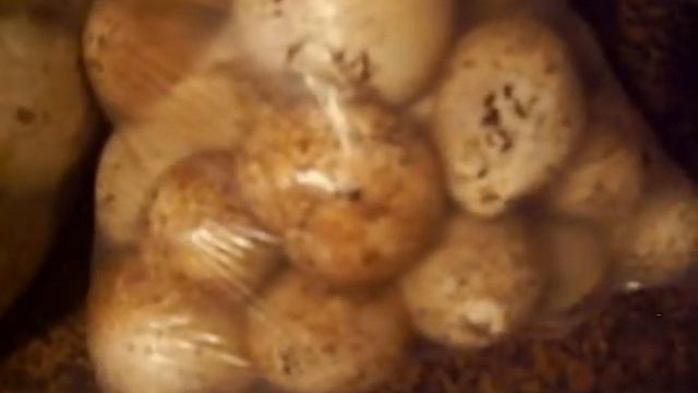 Яйца веселки прямо с леса смотреть онлайн