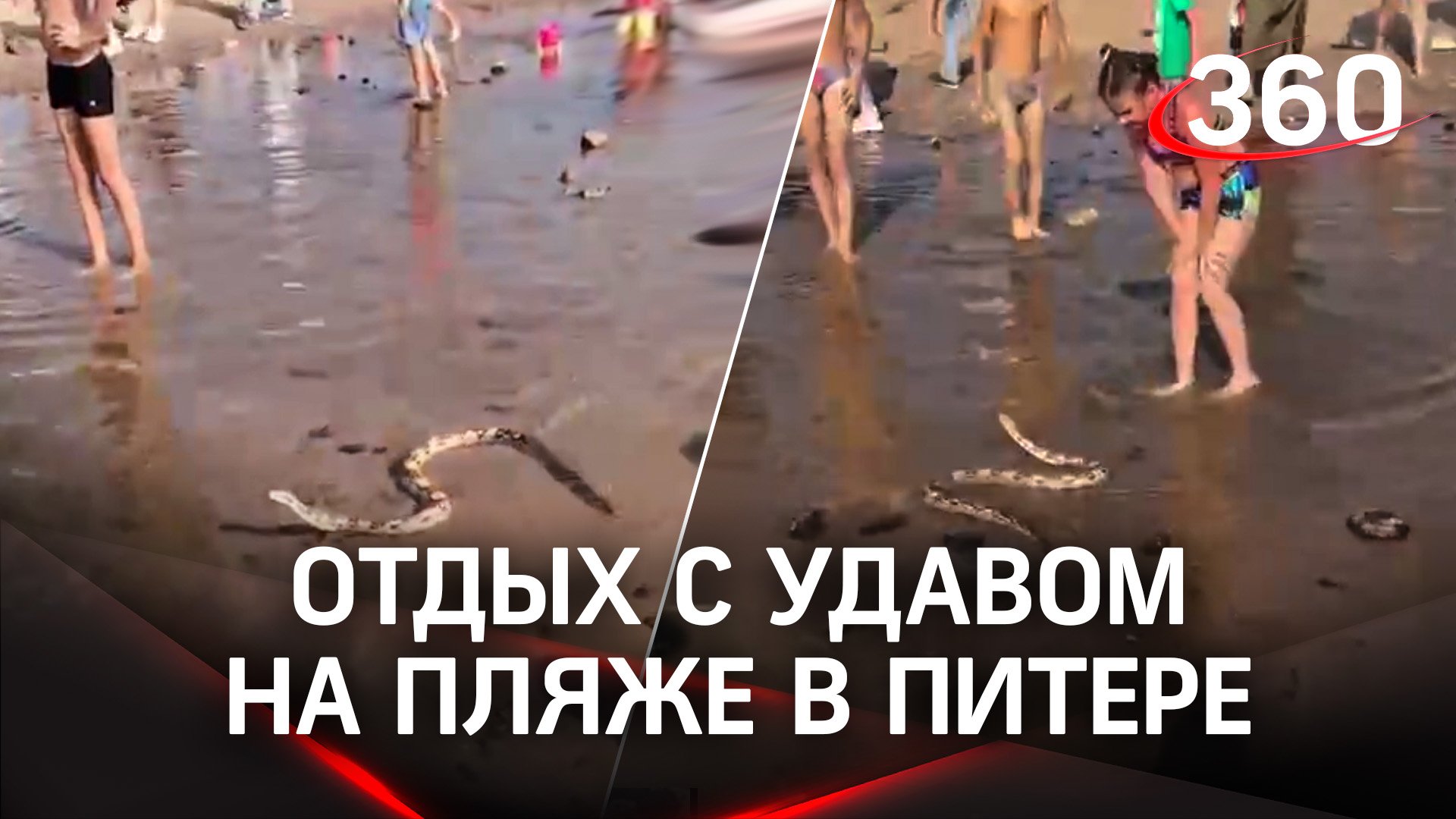 Удав и жители Петербурга весело проводят лето на пляже