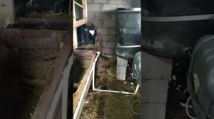 откорм бычек,поилки для быков своими руками,не дорого. bulls
