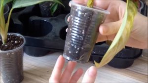 Аглаонемы уход: Грунт, полив, причины появления пятен и желтых листьев