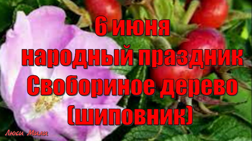 Свобориное дерево 6 июня картинки. Свобориное дерево шиповник 6 июня. 6 Июня шиповников день Свобориное дерево. Народный праздник Свобориное дерево. Шиповников день (Свобориное дерево).