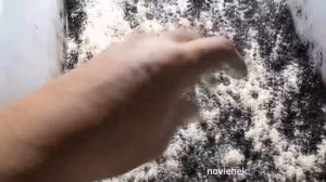 Разведение Дендробены из коконов. Прошло 9 недель .