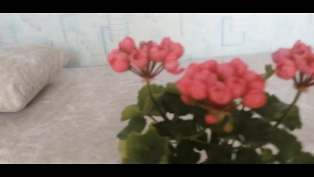 Пеларгония тюльпановидная сорта Patricia Andrea смотреть онлайн