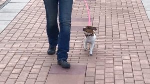 Дрессировка щенка джек рассел терьера.