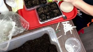 Колеусы -посев без пикировки 08.02.2022