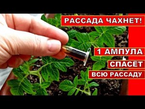 ПОСЛЕ ЭТОЙ ПОДКОРМКИ ЛИСТЬЯ У РАССАДЫ ЗА 2 ДНЯ СТАЛИ ИЗУМРУДНО ЗЕЛЕНЫЕ! УДОБРЕНИЕ РАССАДЫ ТОМАТОВ