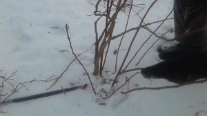"Дюк"-обрезка кустов голубики.