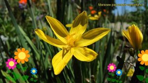 Голубоглазка(Сюсиринхий) калифорнийская. Краткий обзор, описание sisyrinchium californicum