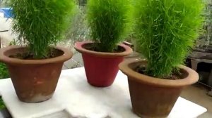 Introduction to Kochia plant/Bassia scoparia