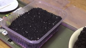 Колеус взойдет щеткой. Тонкости посева колеусов