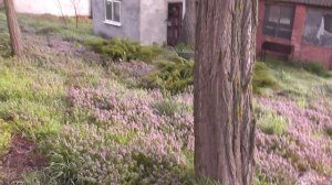 Гнездо дикой утки под деревом
