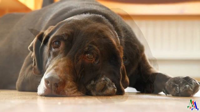 ДИК 23 В доме  появилась кошка, и двери теперь не закрывались. Мусечка преграды на дух не переносил смотреть онлайн