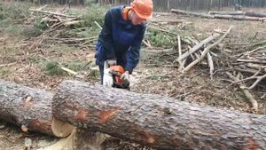 Валка дерева и заканчиваем лесосеки Stihl MS 361
