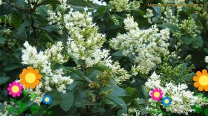 Бирючина овальнолистная. Краткий обзор, описание характеристик ligustrum ovalifolium