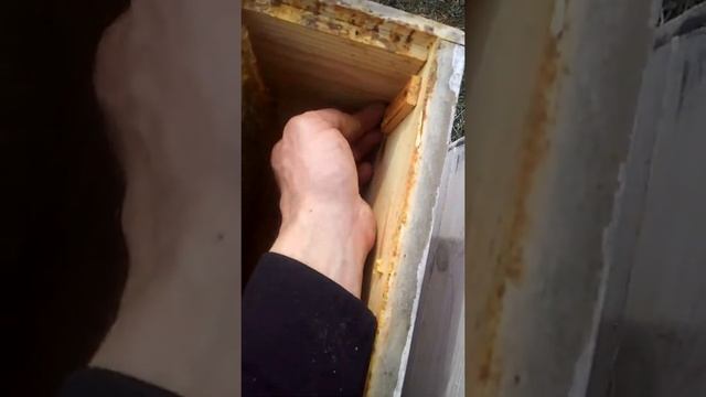 6 февраля. осмотр и утепление пчёл смотреть онлайн