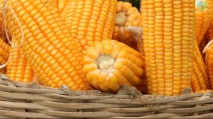 Закупка Продуктов на карантин (Правила хранения круп и консервов).