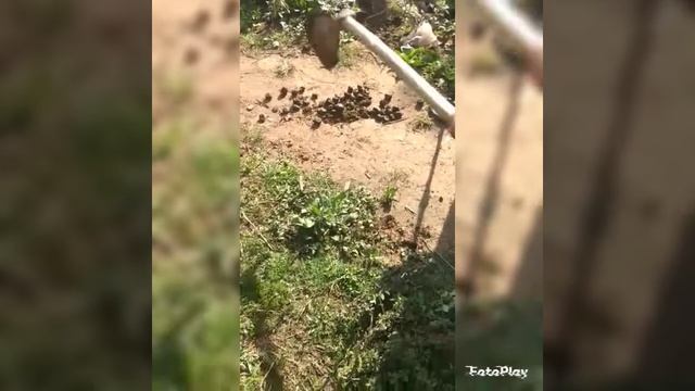 primeiro detequitorismo com nosso md 4030 смотреть онлайн