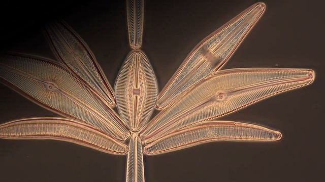 Arranged Diatom Slide, microscope slide by Diatom Shop (Diatom Lab di Stefano Barone) смотреть онлайн