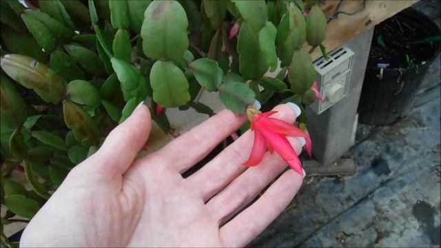 Original Christmas Cactus, Christmas cactus blooming, Are There Different Holiday Cactuses смотреть онлайн