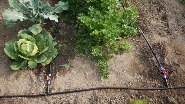 Как сделать капельный полив своими руками | Капельный полив в огороде | Как собрать капельный полив