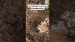 Что класть в лунку при посадке перца сладкого.