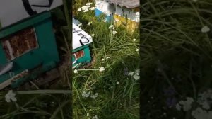 Налёт на плодную матку