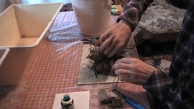 проращивание георгин весной  часть №2