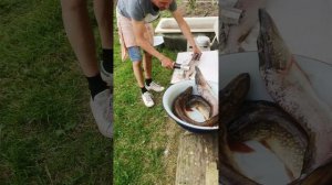 Рыбочистка аккумуляторная